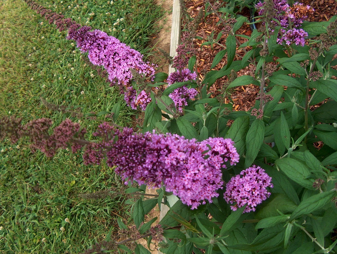 Online Plant Guide Buddleia Davidii Orange Eye Butterfly Bush